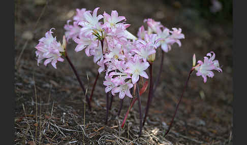 Belladonnalilie (Amaryllis belladonna)