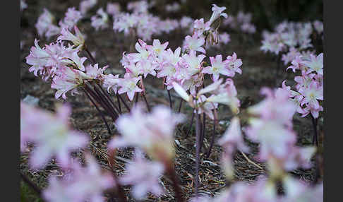 Belladonnalilie (Amaryllis belladonna)