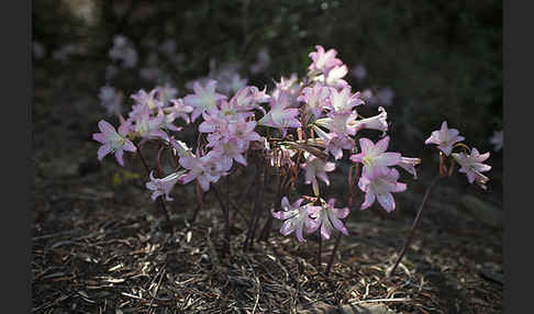 Belladonnalilie (Amaryllis belladonna)