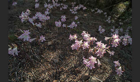 Belladonnalilie (Amaryllis belladonna)