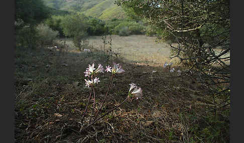 Belladonnalilie (Amaryllis belladonna)