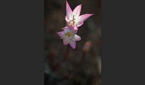 Belladonnalilie (Amaryllis belladonna)