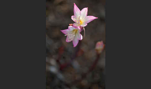 Belladonnalilie (Amaryllis belladonna)