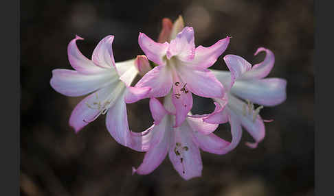 Belladonnalilie (Amaryllis belladonna)