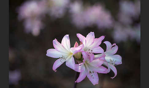 Belladonnalilie (Amaryllis belladonna)