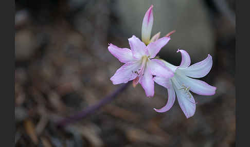 Belladonnalilie (Amaryllis belladonna)