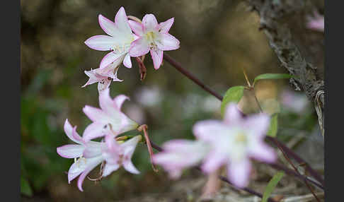 Belladonnalilie (Amaryllis belladonna)