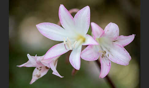 Belladonnalilie (Amaryllis belladonna)