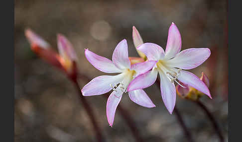 Belladonnalilie (Amaryllis belladonna)