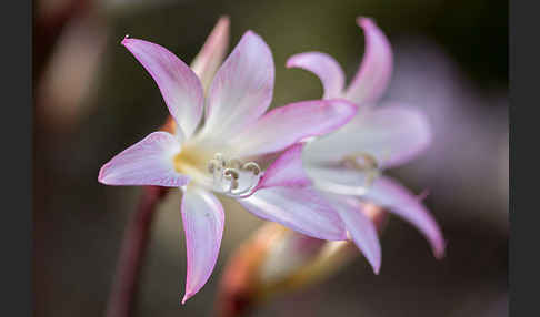 Belladonnalilie (Amaryllis belladonna)