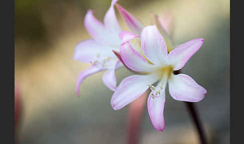 Belladonnalilie (Amaryllis belladonna)