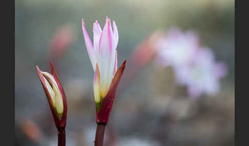 Belladonnalilie (Amaryllis belladonna)