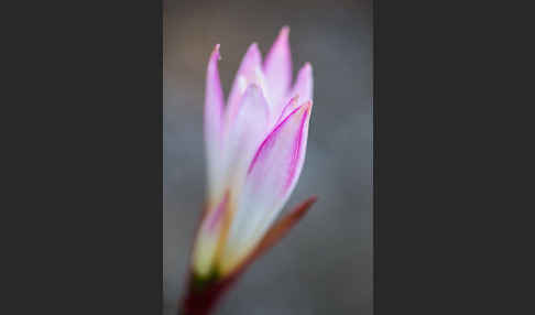 Belladonnalilie (Amaryllis belladonna)