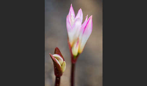 Belladonnalilie (Amaryllis belladonna)