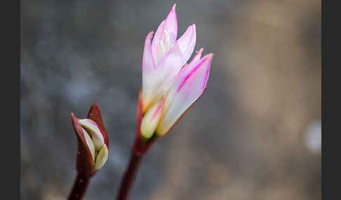 Belladonnalilie (Amaryllis belladonna)