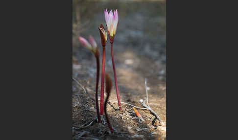 Belladonnalilie (Amaryllis belladonna)