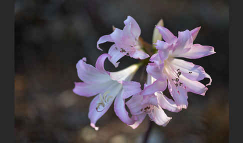 Belladonnalilie (Amaryllis belladonna)