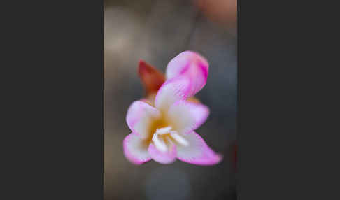 Belladonnalilie (Amaryllis belladonna)