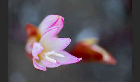 Belladonnalilie (Amaryllis belladonna)