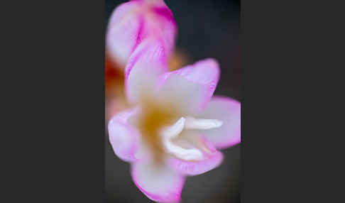 Belladonnalilie (Amaryllis belladonna)