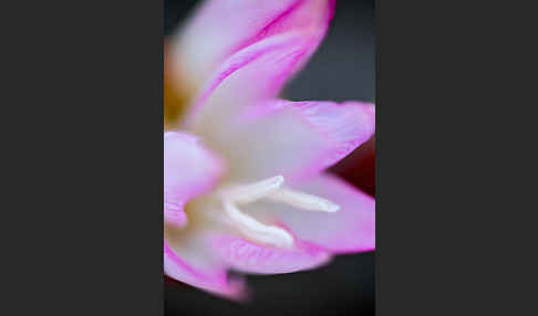 Belladonnalilie (Amaryllis belladonna)