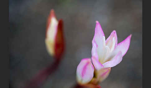 Belladonnalilie (Amaryllis belladonna)