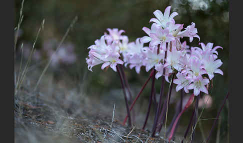 Belladonnalilie (Amaryllis belladonna)