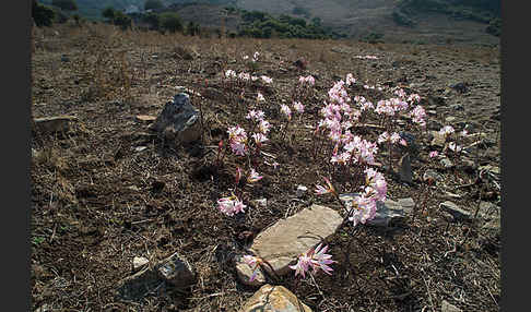 Belladonnalilie (Amaryllis belladonna)