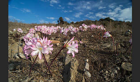 Belladonnalilie (Amaryllis belladonna)