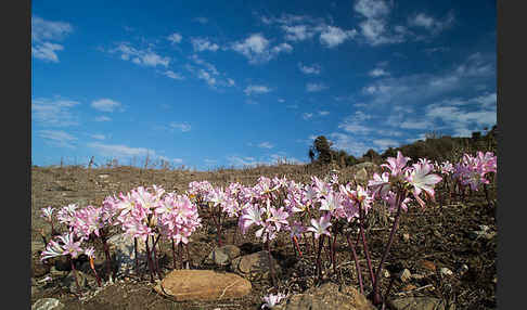 Belladonnalilie (Amaryllis belladonna)