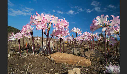 Belladonnalilie (Amaryllis belladonna)