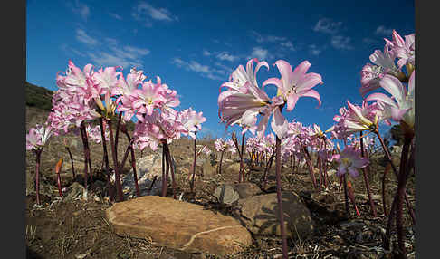 Belladonnalilie (Amaryllis belladonna)