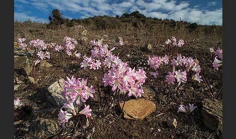 Belladonnalilie (Amaryllis belladonna)