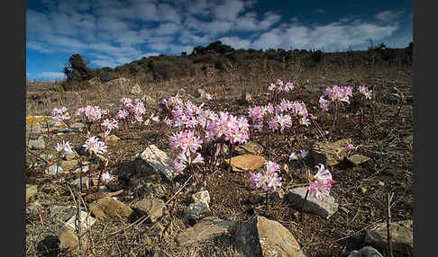 Belladonnalilie (Amaryllis belladonna)