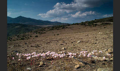 Belladonnalilie (Amaryllis belladonna)