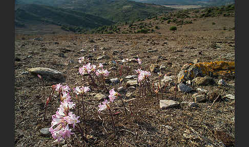 Belladonnalilie (Amaryllis belladonna)