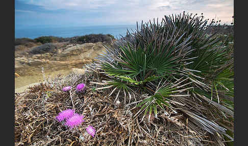 Zwergpalme (Chamaerops humilis)