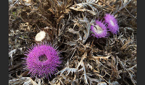 Gummi-Spindelkraut (Atractylis gummifera)