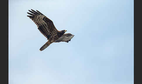 Wespenbussard (Pernis apivorus)