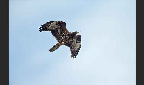 Wespenbussard (Pernis apivorus)