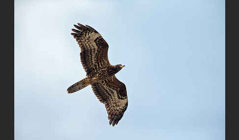 Wespenbussard (Pernis apivorus)