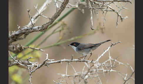 Samtkopfgrasmücke (Sylvia melanocephala)