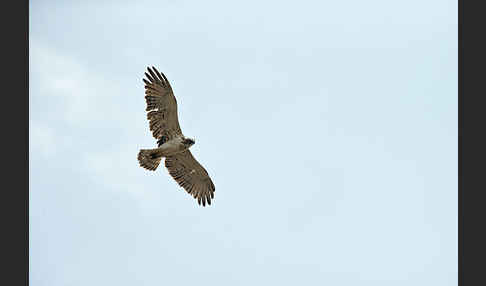 Schlangenadler (Circaetus gallicus)