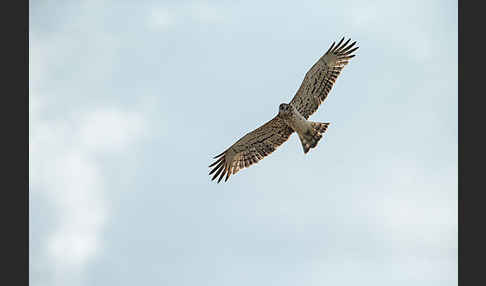 Schlangenadler (Circaetus gallicus)