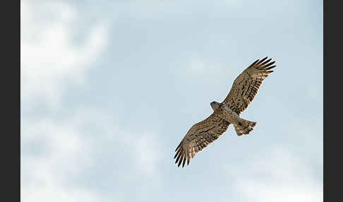 Schlangenadler (Circaetus gallicus)