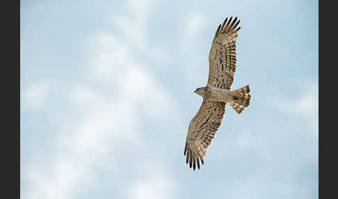 Schlangenadler (Circaetus gallicus)