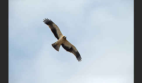 Zwergadler (Aquila pennata)