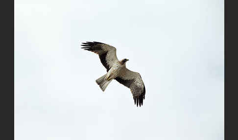 Zwergadler (Aquila pennata)