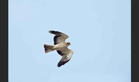 Zwergadler (Aquila pennata)