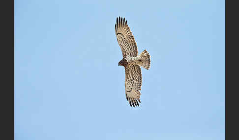 Schlangenadler (Circaetus gallicus)